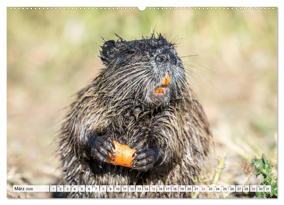NUTRIA mit Nachwuchs (CALVENDO Wandkalender 2026)