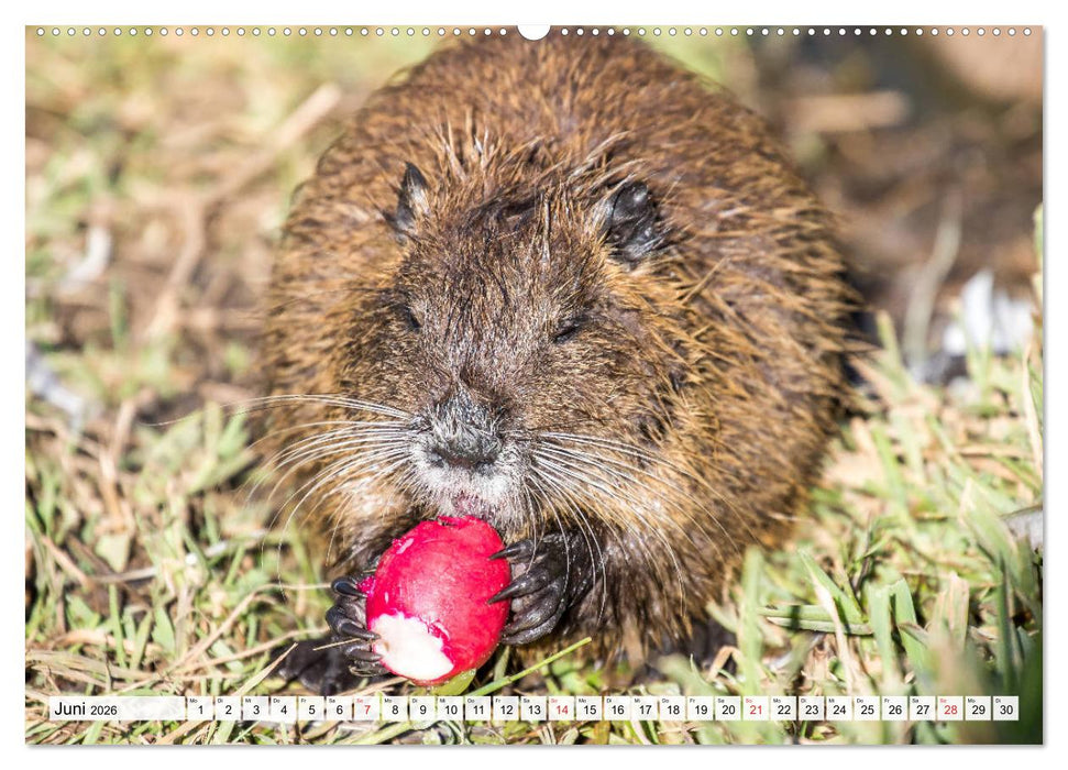 NUTRIA mit Nachwuchs (CALVENDO Wandkalender 2026)