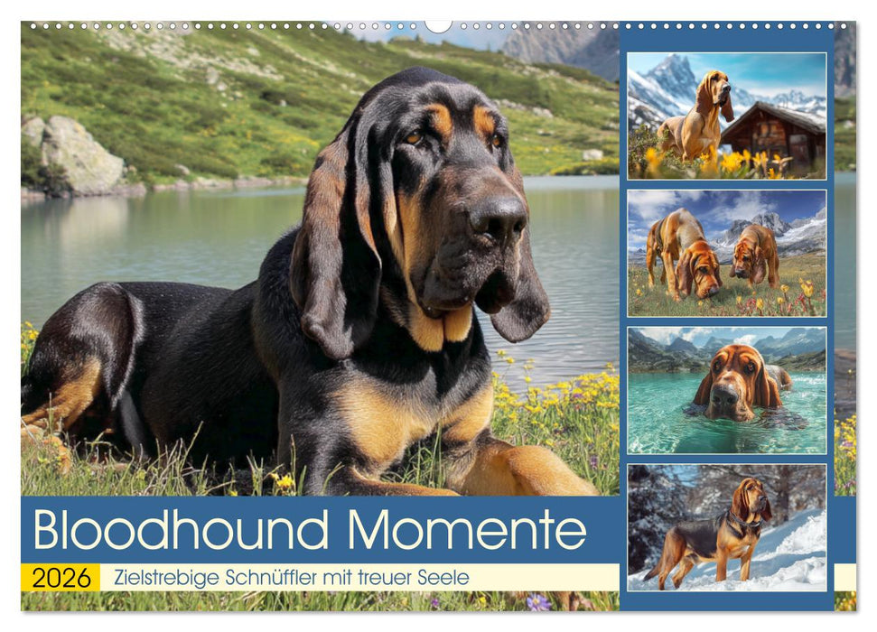 Bloodhound Momente. Zielstrebige Schnüffler mit treuer Seele (CALVENDO Wandkalender 2026)