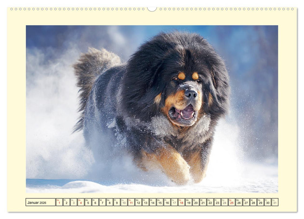 Tibet Mastiffs. Stolze Seelen im Wind der Berge (CALVENDO Premium Wandkalender 2026)