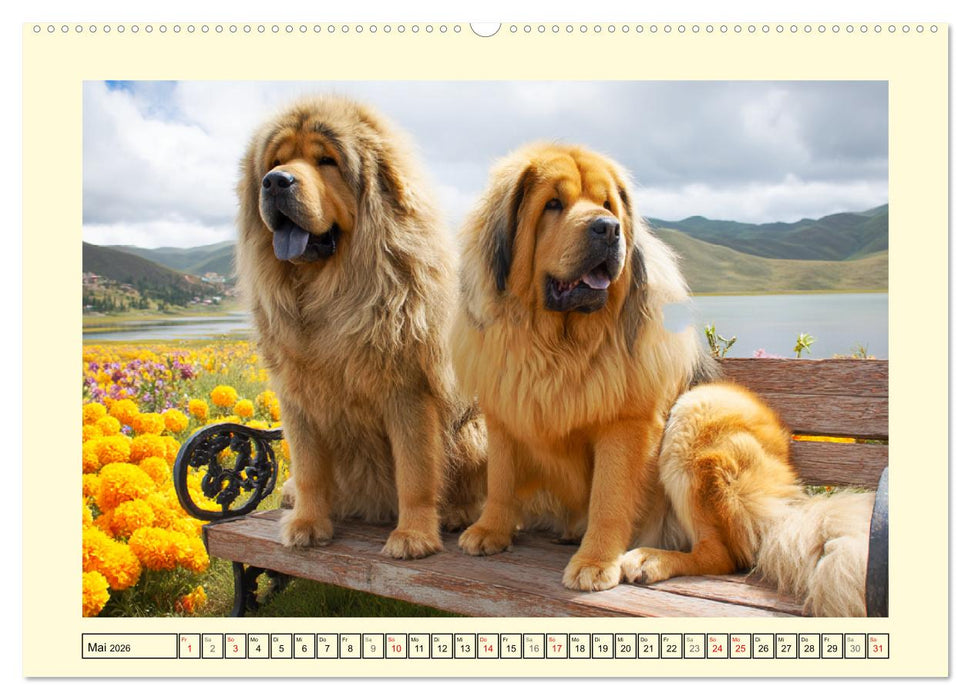 Tibet Mastiffs. Stolze Seelen im Wind der Berge (CALVENDO Premium Wandkalender 2026)