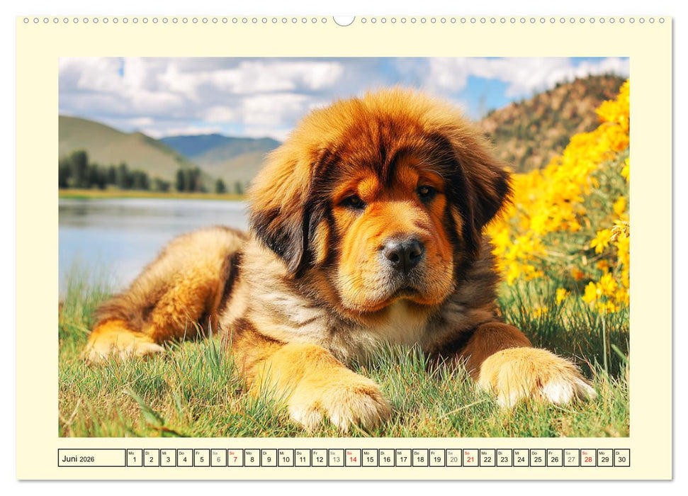Tibet Mastiffs. Stolze Seelen im Wind der Berge (CALVENDO Premium Wandkalender 2026)