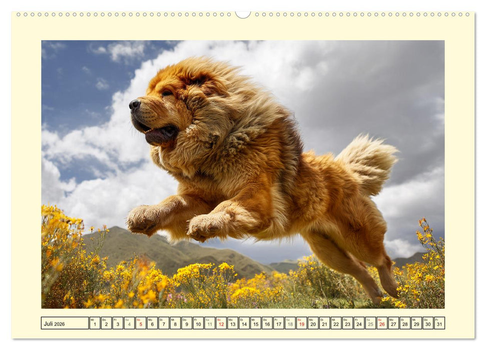 Tibet Mastiffs. Stolze Seelen im Wind der Berge (CALVENDO Premium Wandkalender 2026)