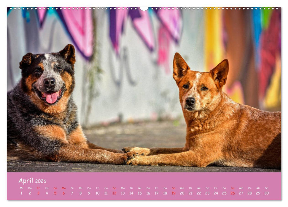 Hunde und Graffiti (CALVENDO Wandkalender 2026)