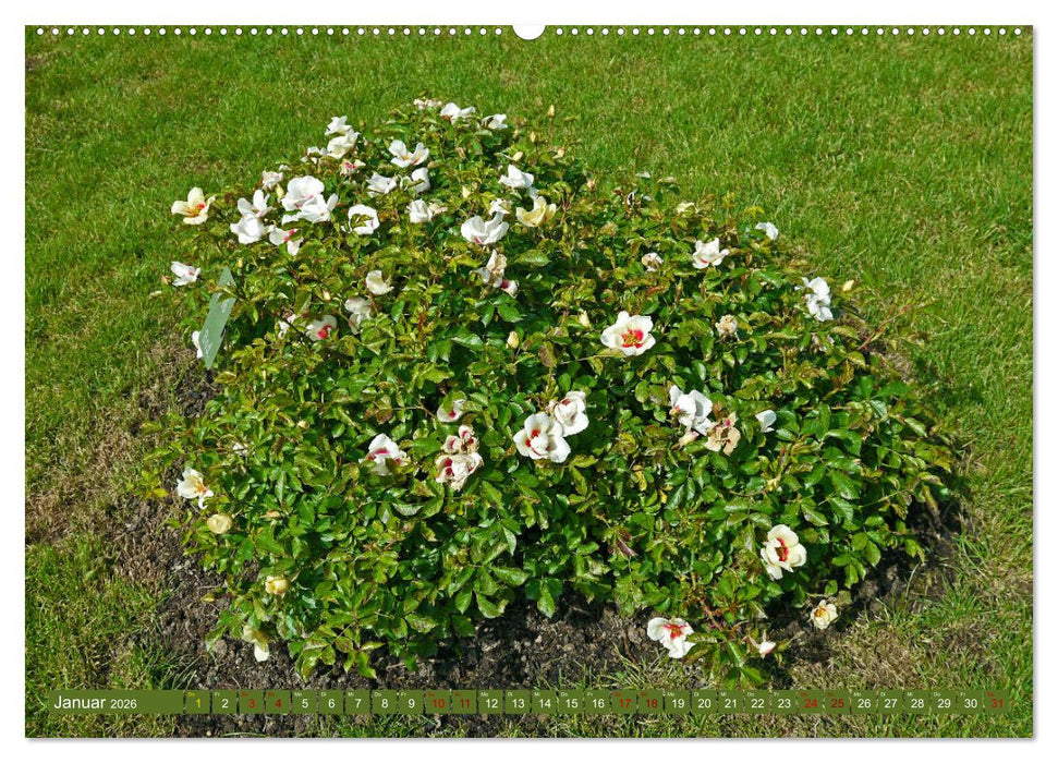 Rosengarten auf dem Beutig (CALVENDO Wandkalender 2026)