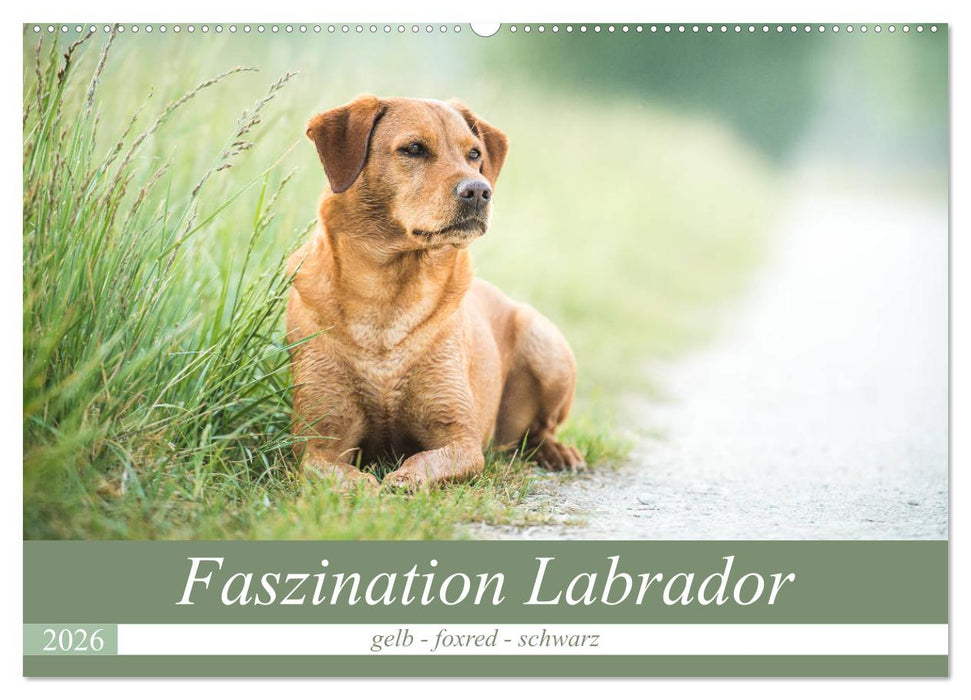 Faszination Labrador - gelb, foxred, schwarz (CALVENDO Wandkalender 2026)