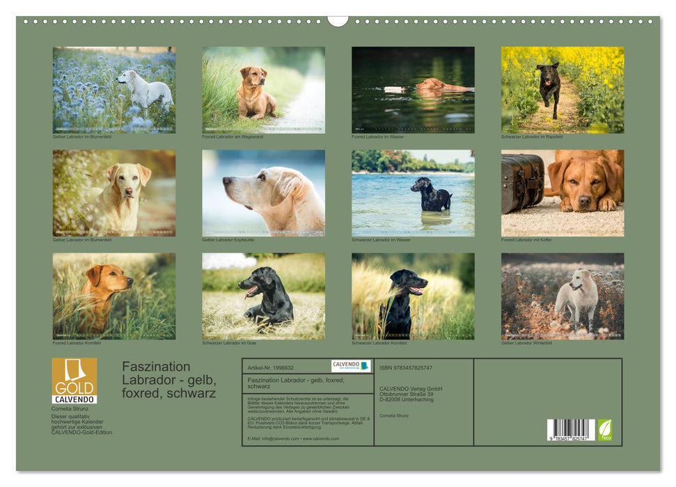 Faszination Labrador - gelb, foxred, schwarz (CALVENDO Wandkalender 2026)