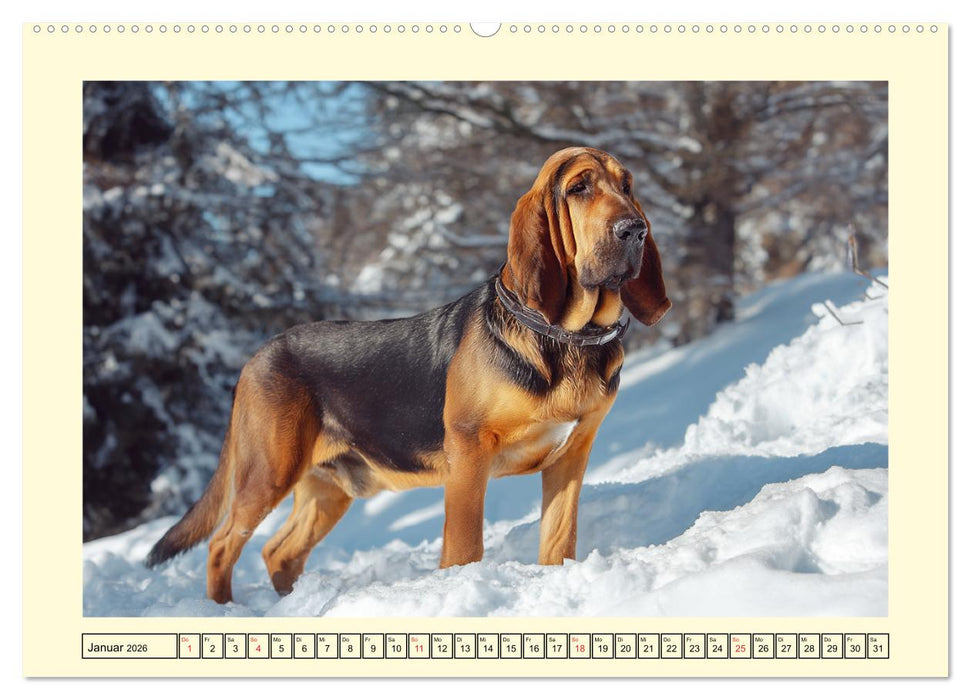 Bloodhound Momente. Zielstrebige Schnüffler mit treuer Seele (CALVENDO Premium Wandkalender 2026)