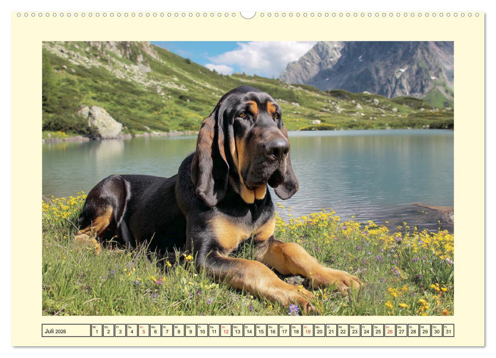Bloodhound Momente. Zielstrebige Schnüffler mit treuer Seele (CALVENDO Premium Wandkalender 2026)