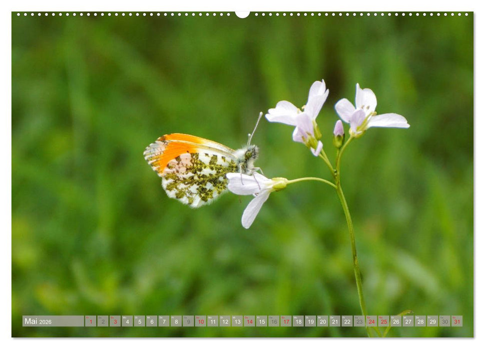 Münsterland - Vielfältige Schönheit (CALVENDO Wandkalender 2026)