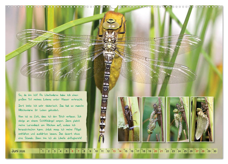 GEOclick Lernkalender: Insekten (CALVENDO Wandkalender 2026)