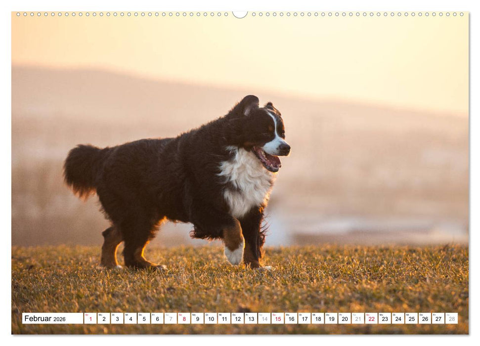 Ein Herz auf 4 Pfoten - Berner Sennenhund (CALVENDO Wandkalender 2026)