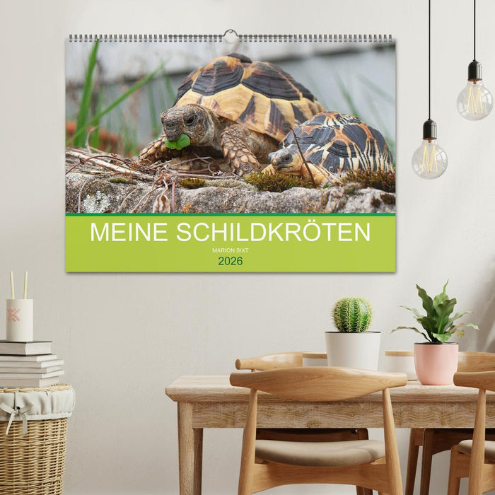 Meine Schildkröten (CALVENDO Wandkalender 2026)