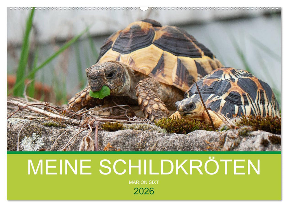 Meine Schildkröten (CALVENDO Wandkalender 2026)