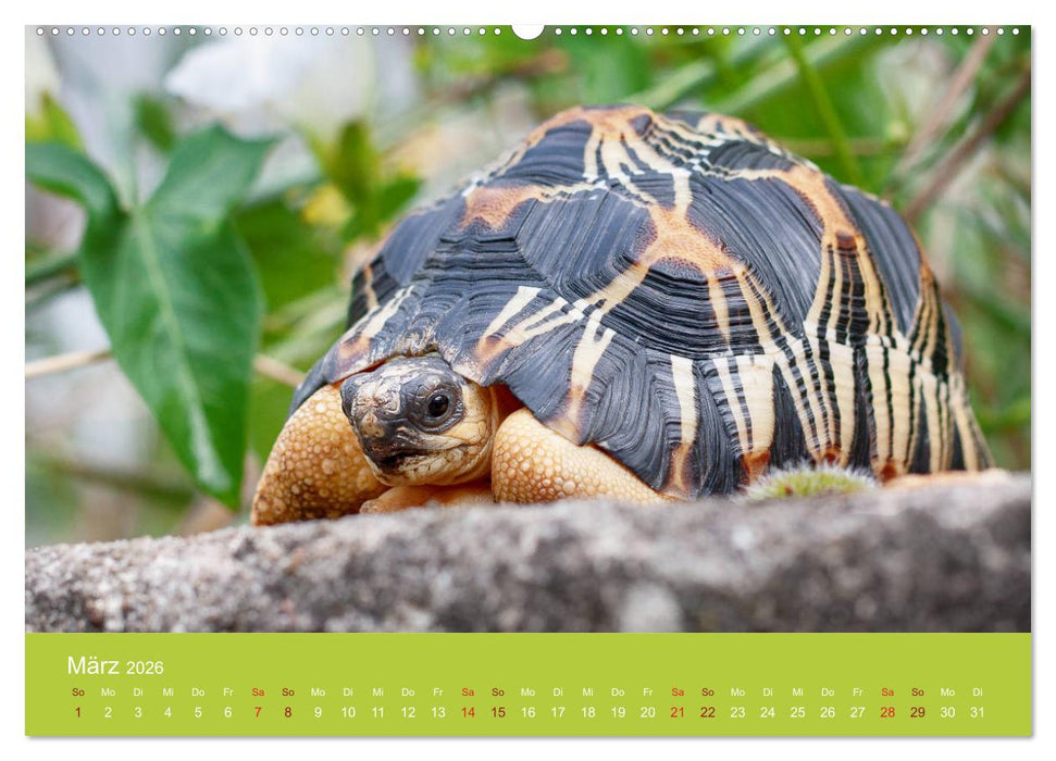 Meine Schildkröten (CALVENDO Wandkalender 2026)