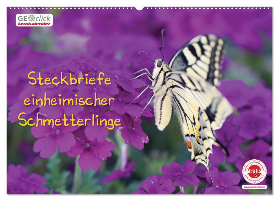 GEOclick Lernkalender: Steckbriefe einheimischer Schmetterlinge (CALVENDO Wandkalender 2026)