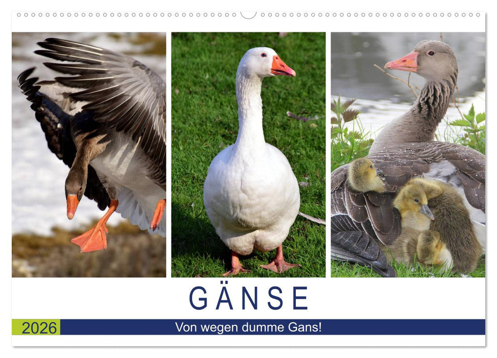 Gänse. Von wegen dumme Gans! (CALVENDO Wandkalender 2026)