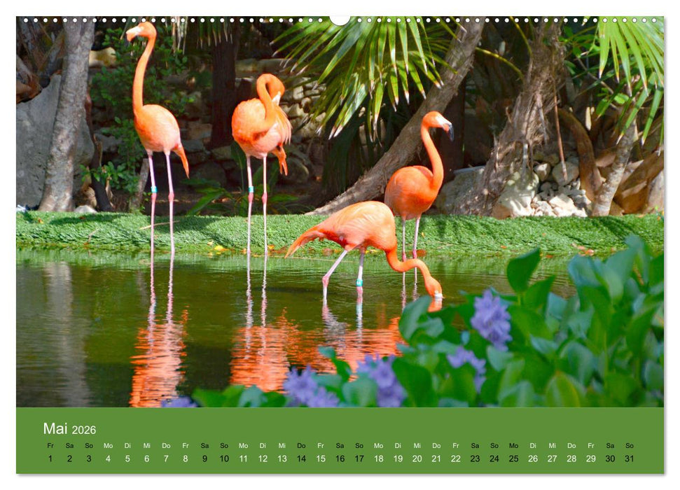 Mexiko - ein traumhaftes Paradies (CALVENDO Wandkalender 2026)