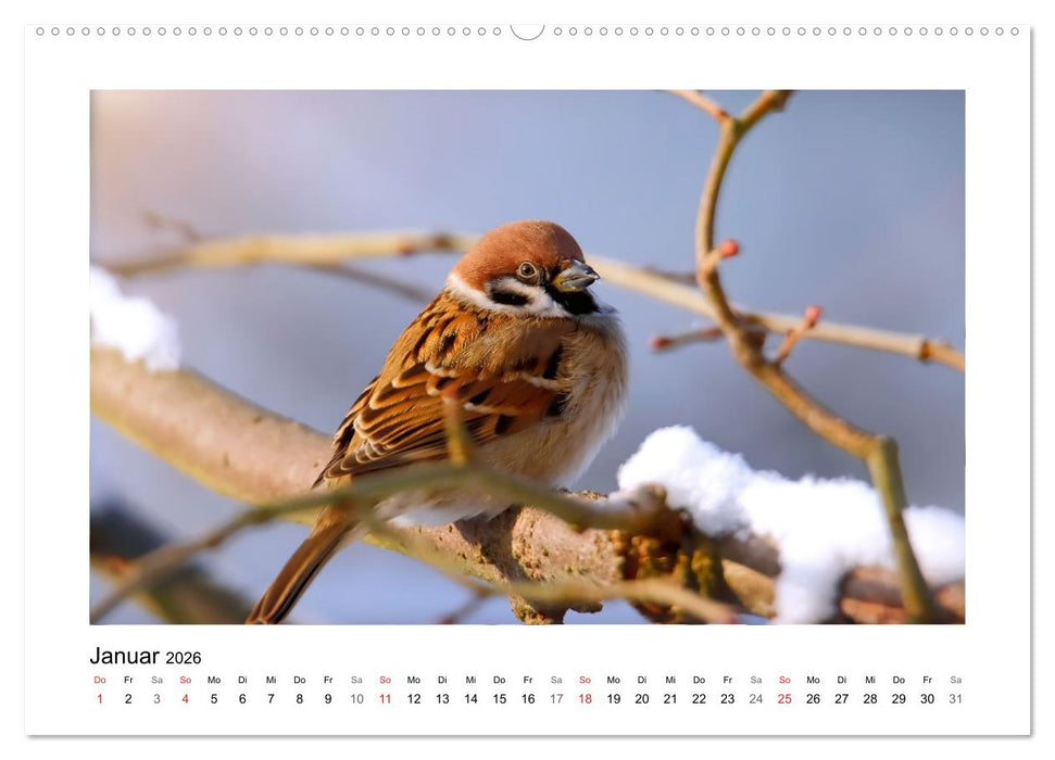 Gefiederte Gartengäste, Spatzenleben (CALVENDO Premium Wandkalender 2026)