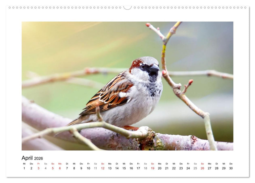Gefiederte Gartengäste, Spatzenleben (CALVENDO Premium Wandkalender 2026)