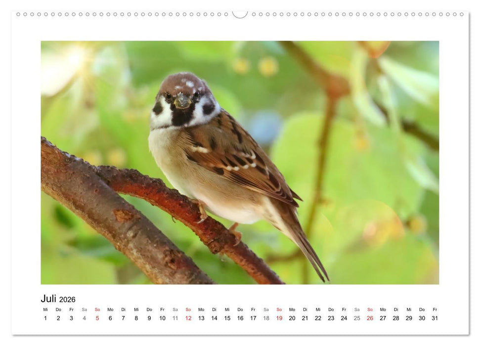 Gefiederte Gartengäste, Spatzenleben (CALVENDO Premium Wandkalender 2026)