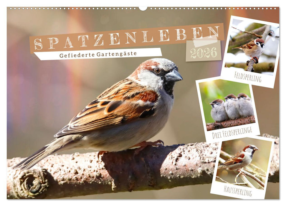 Gefiederte Gartengäste, Spatzenleben (CALVENDO Wandkalender 2026)