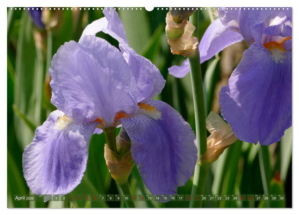 Iris - mondäne Gartenschönheit (CALVENDO Wandkalender 2026)