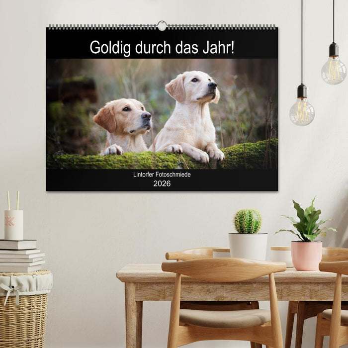 Goldig durch das Jahr! (CALVENDO Wandkalender 2026)