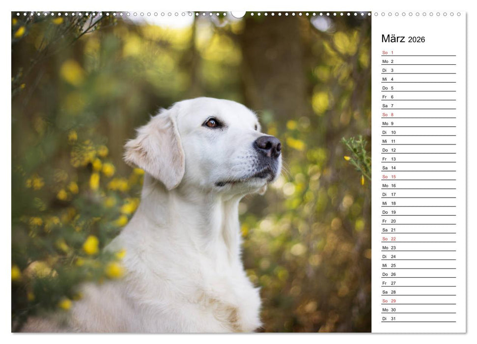 Goldig durch das Jahr! (CALVENDO Wandkalender 2026)