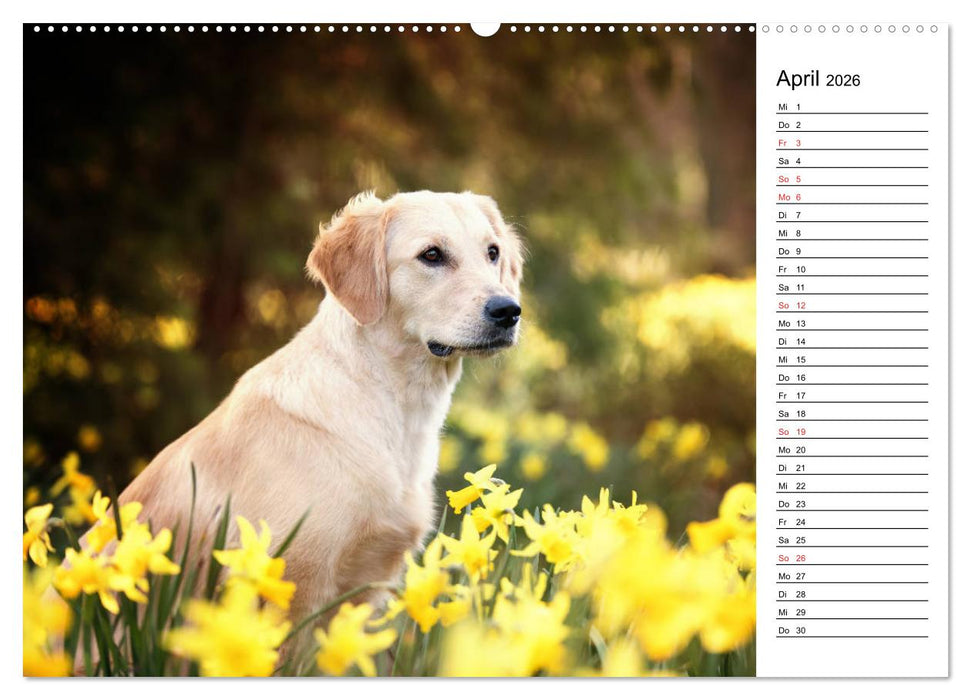 Goldig durch das Jahr! (CALVENDO Wandkalender 2026)