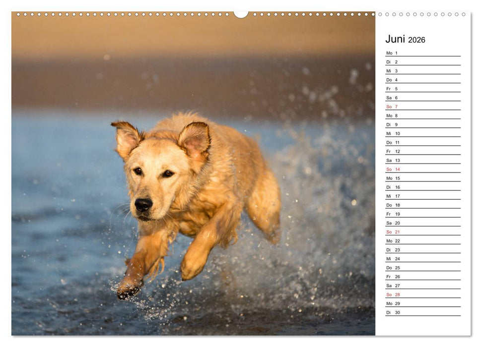 Goldig durch das Jahr! (CALVENDO Wandkalender 2026)