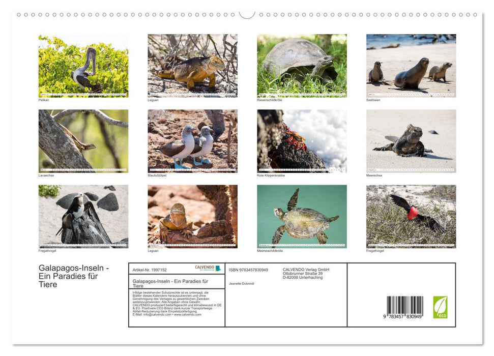 Galapagos-Inseln - Ein Paradies für Tiere (CALVENDO Premium Wandkalender 2026)