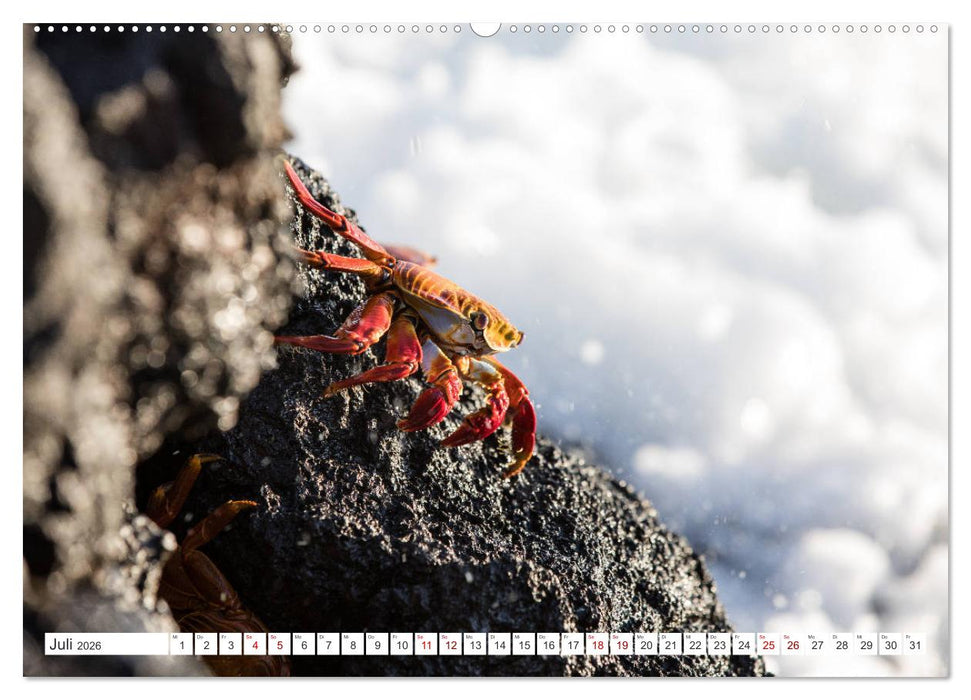 Galapagos-Inseln - Ein Paradies für Tiere (CALVENDO Premium Wandkalender 2026)