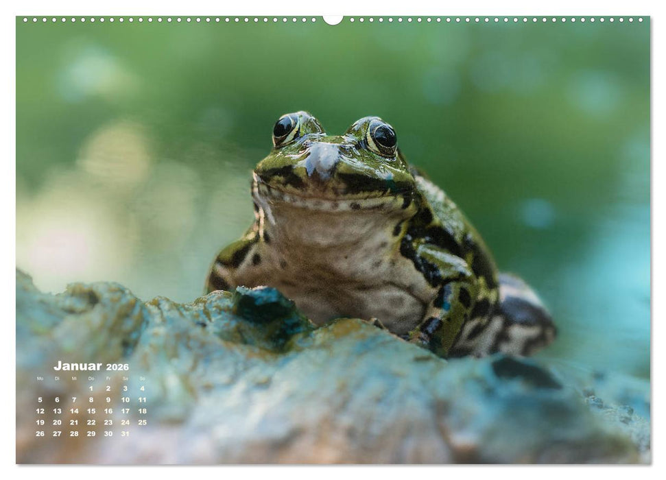 Glückliche Frösche (CALVENDO Wandkalender 2026)