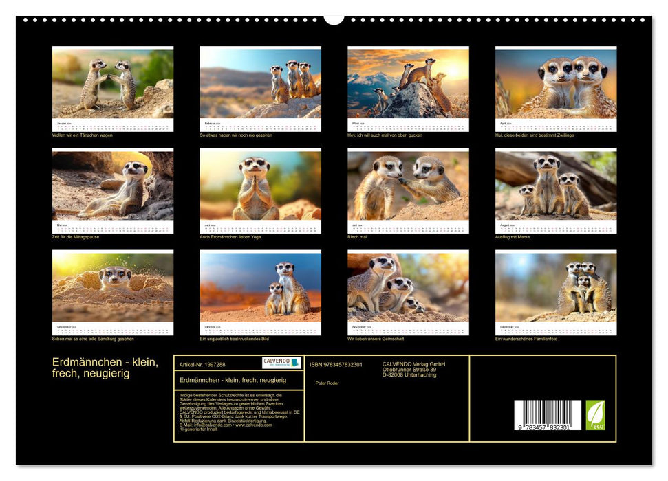 Erdmännchen - klein, frech, neugierig (CALVENDO Premium Wandkalender 2026)