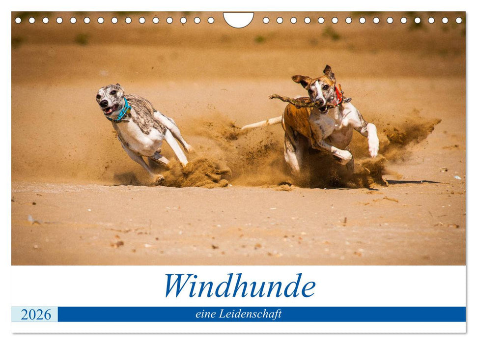 Windhunde - eine Leidenschaft (CALVENDO Wandkalender 2026)