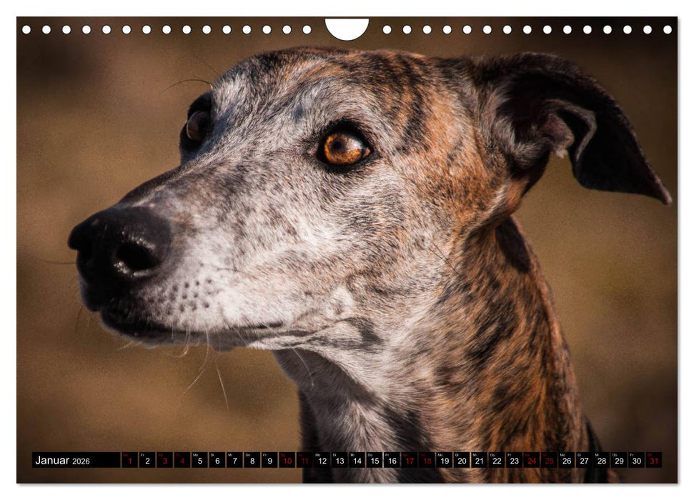 Windhunde - eine Leidenschaft (CALVENDO Wandkalender 2026)