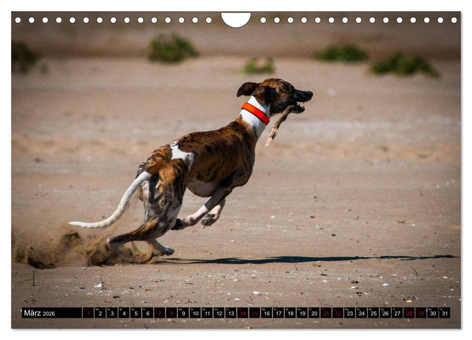 Windhunde - eine Leidenschaft (CALVENDO Wandkalender 2026)