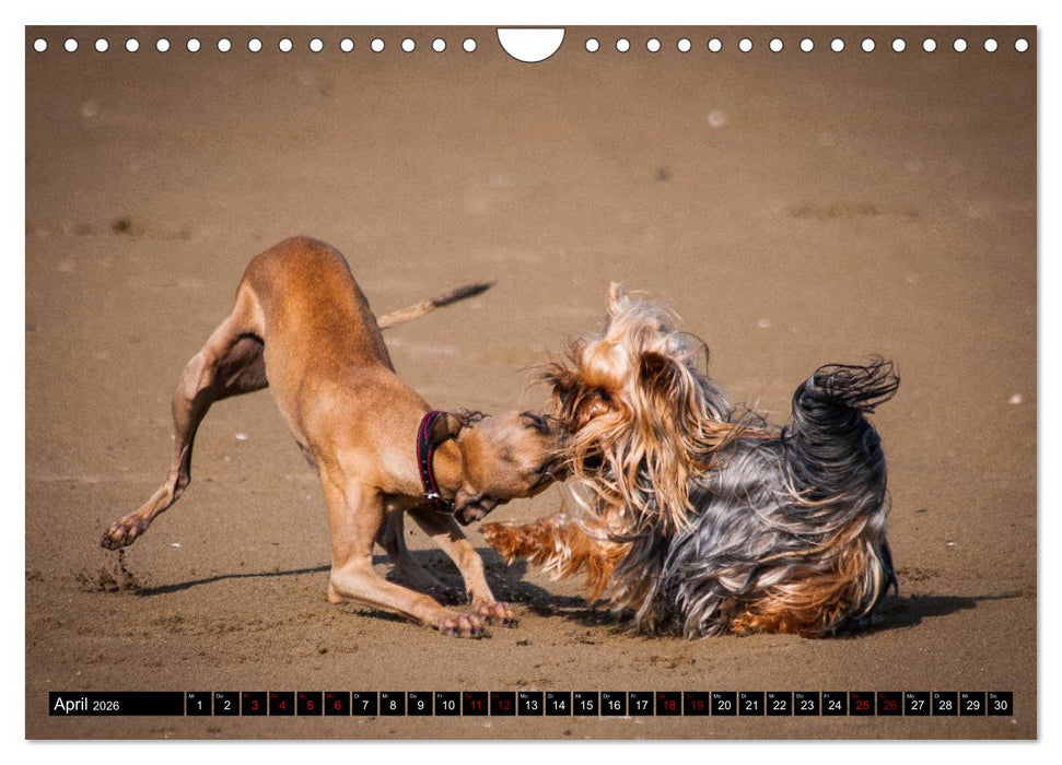 Windhunde - eine Leidenschaft (CALVENDO Wandkalender 2026)