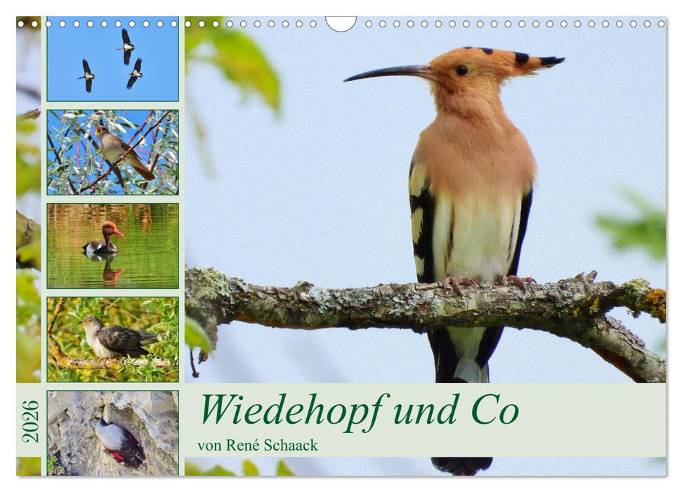 Wiedehopf und Co - von René Schaack (CALVENDO Wandkalender 2026)
