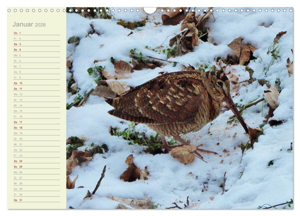 Wiedehopf und Co - von René Schaack (CALVENDO Wandkalender 2026)