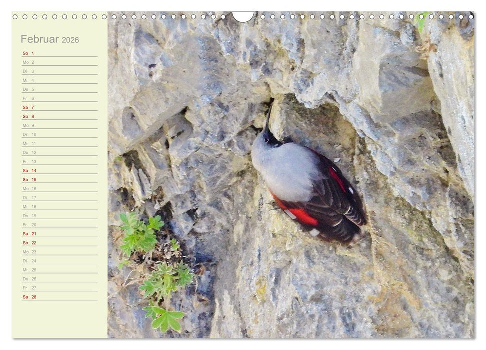 Wiedehopf und Co - von René Schaack (CALVENDO Wandkalender 2026)
