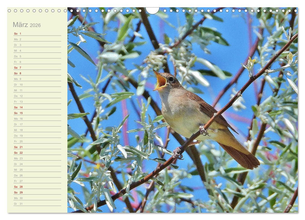 Wiedehopf und Co - von René Schaack (CALVENDO Wandkalender 2026)