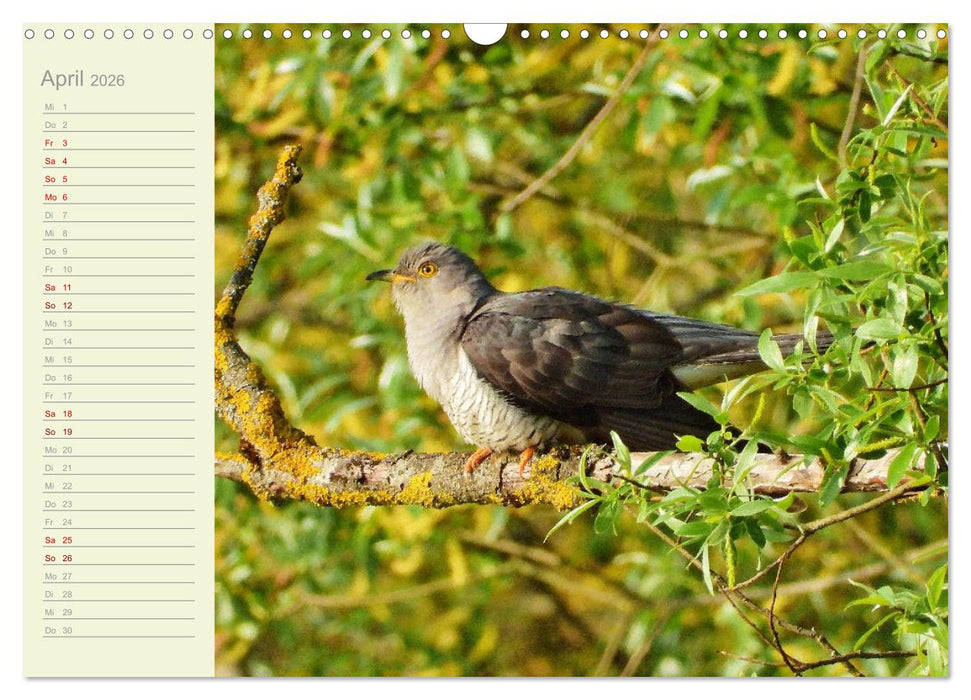 Wiedehopf und Co - von René Schaack (CALVENDO Wandkalender 2026)