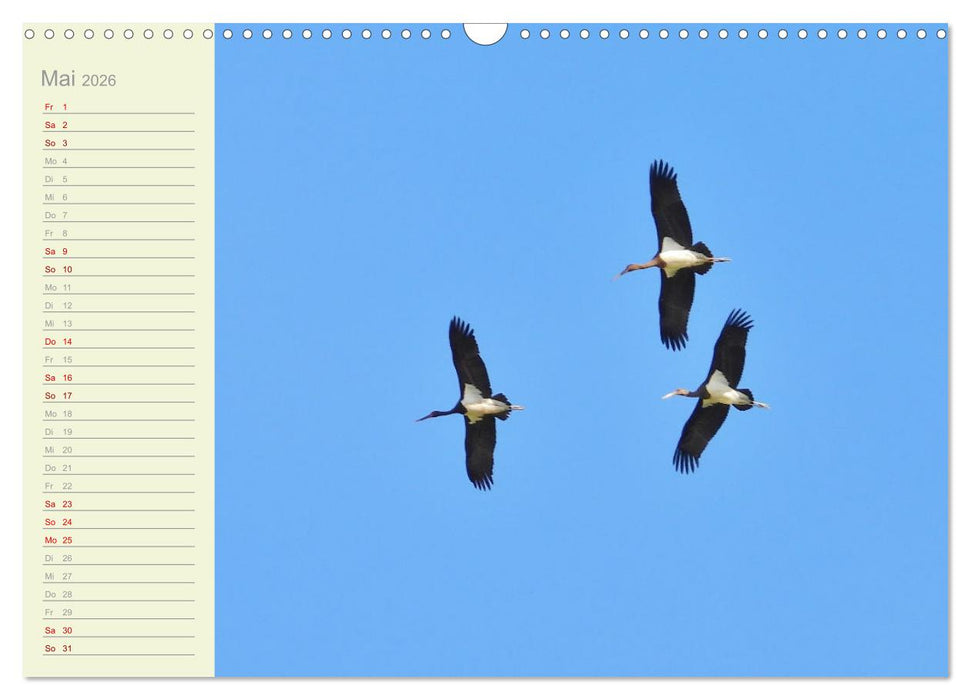 Wiedehopf und Co - von René Schaack (CALVENDO Wandkalender 2026)