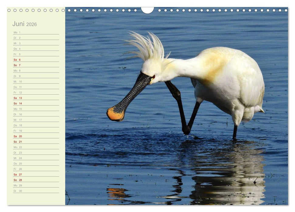 Wiedehopf und Co - von René Schaack (CALVENDO Wandkalender 2026)
