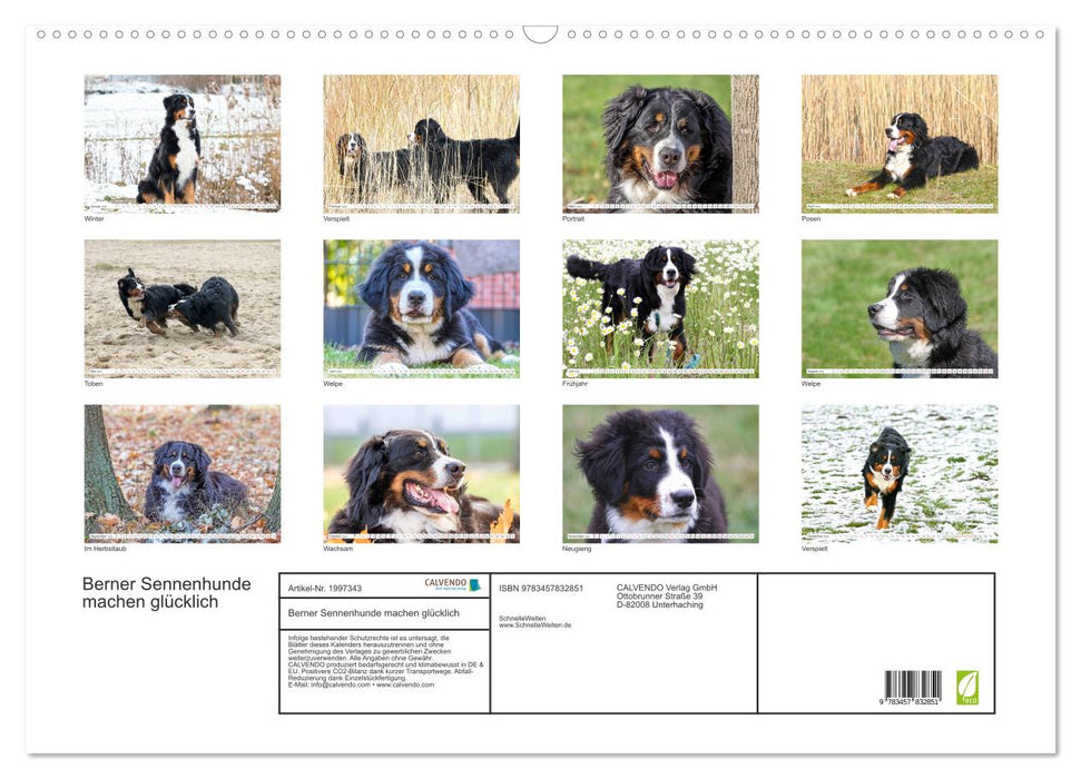 Berner Sennenhunde machen glücklich (CALVENDO Wandkalender 2026)