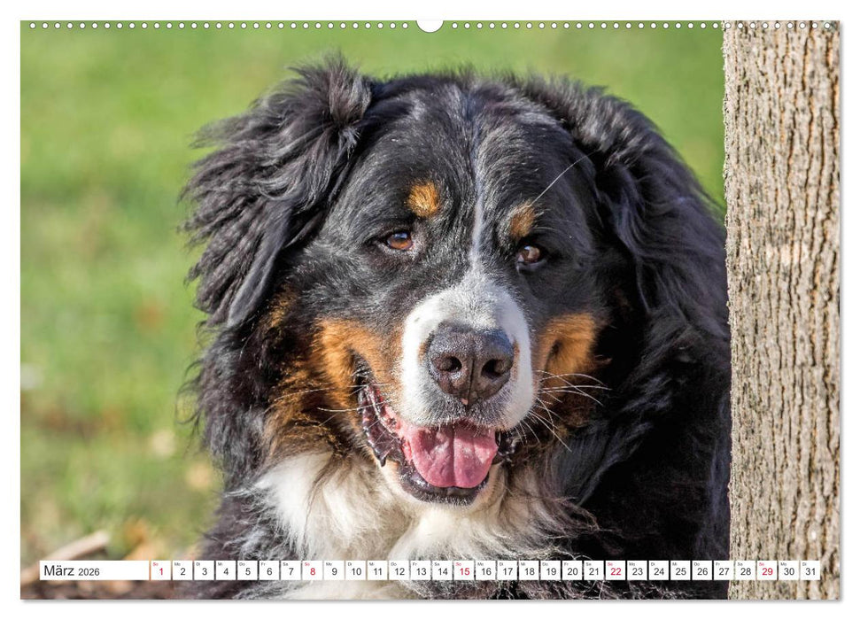 Berner Sennenhunde machen glücklich (CALVENDO Wandkalender 2026)