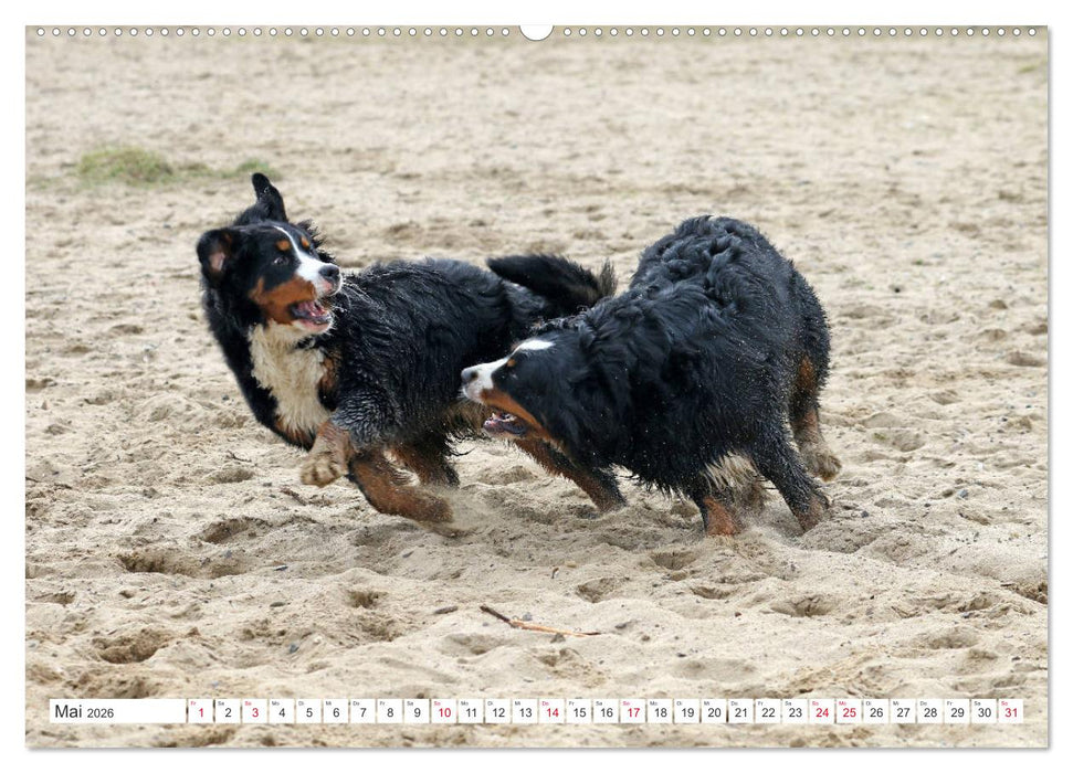 Berner Sennenhunde machen glücklich (CALVENDO Wandkalender 2026)