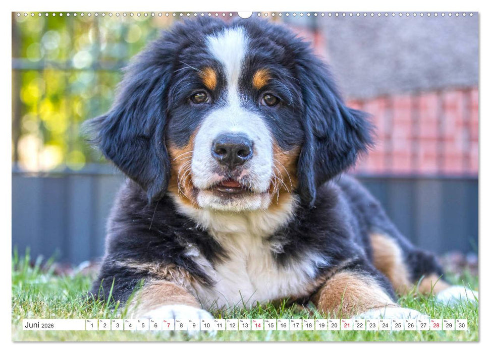 Berner Sennenhunde machen glücklich (CALVENDO Wandkalender 2026)